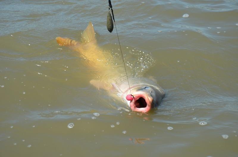 Ghidul crapistului incepator - Partea a doua: Nada